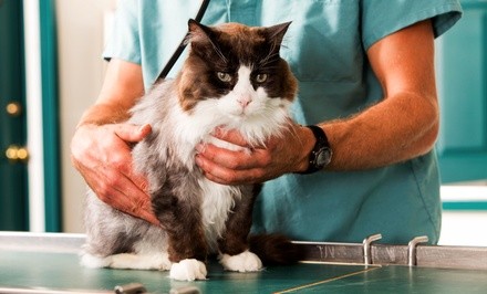 Veterinary Exam with Optional Distemper and Rabies Vaccination at Valley Veterinary Hospital PC (Up to 48% Off)